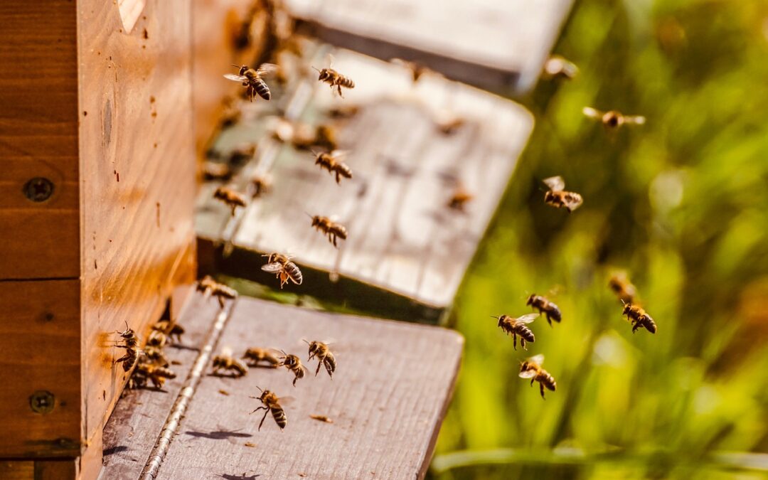 Honig, die süße Vielfalt & Bienen, die Hüterinnen unserer Zukunft